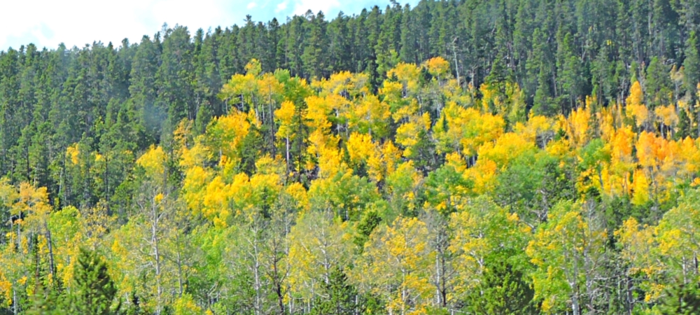 Ashley National ForestQuaking Aspen