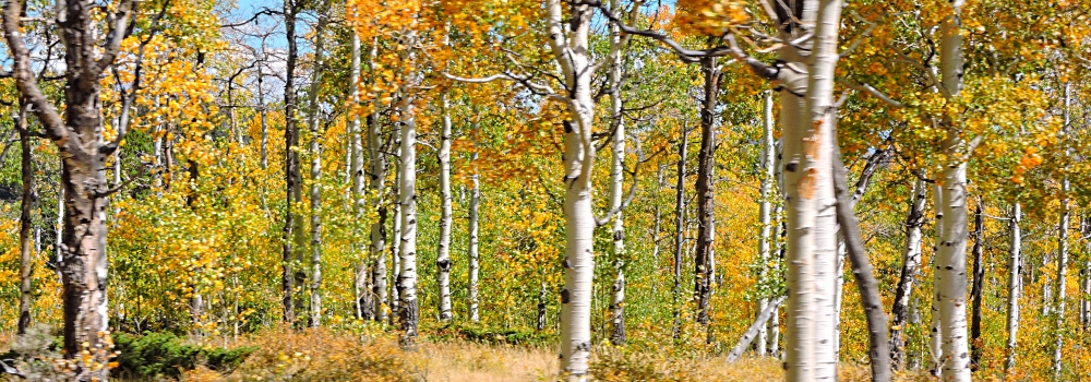 Ashley National ForestQuaking Aspen