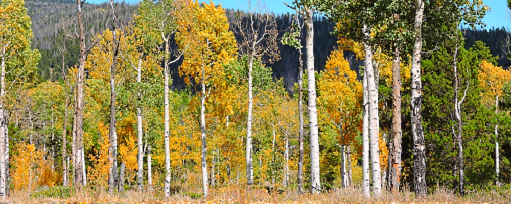 Ashley National ForestQuaking Aspen