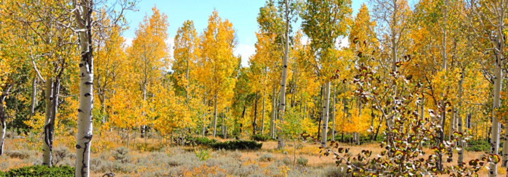 Ashley National ForestQuaking Aspen