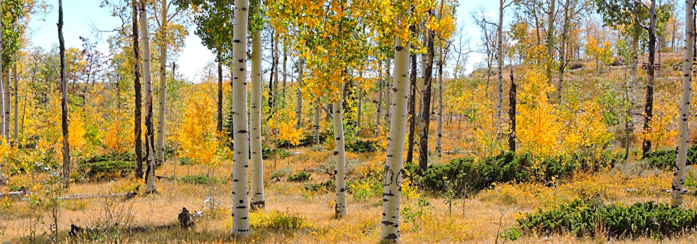 Ashley National ForestQuaking Aspen