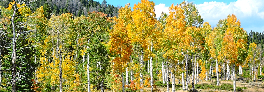 Ashley National ForestQuaking Aspen