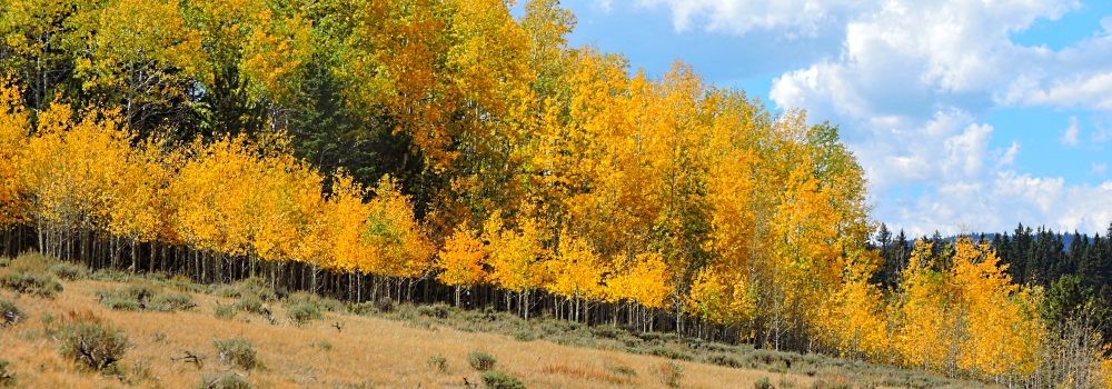 Ashley National ForestQuaking Aspen