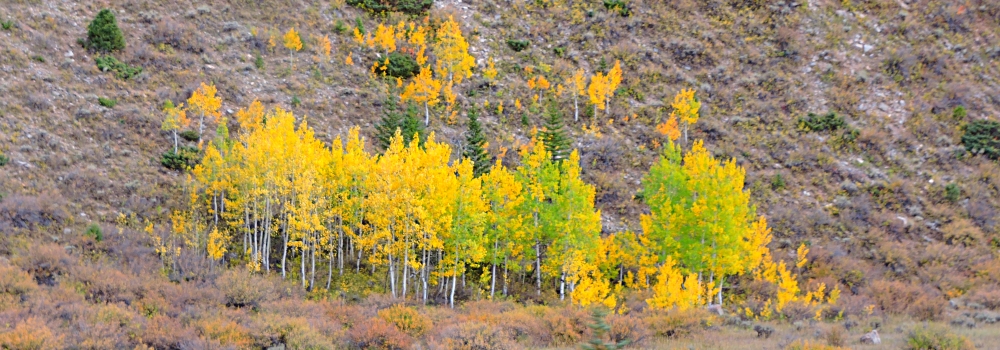Ashley National ForestQuaking Aspen