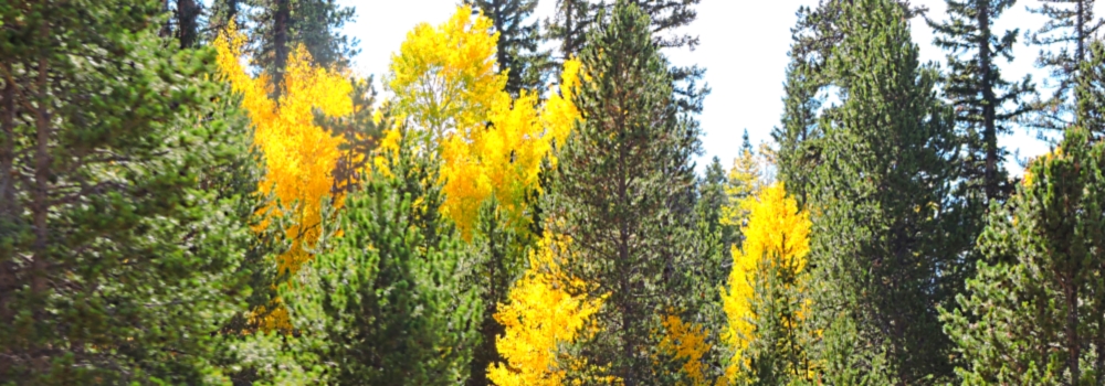 Ashley National ForestQuaking Aspen