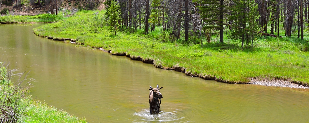 The Willow CreekImage