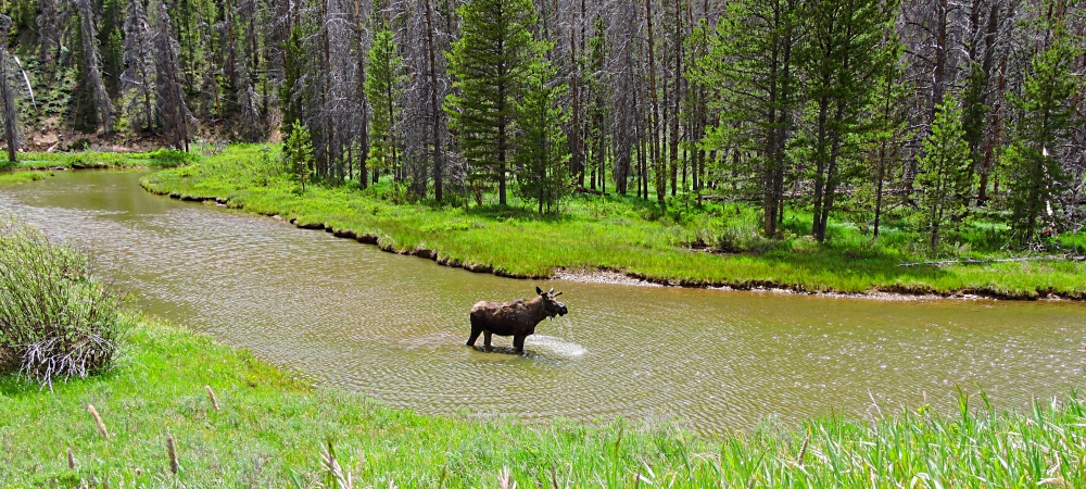 The Willow CreekImage