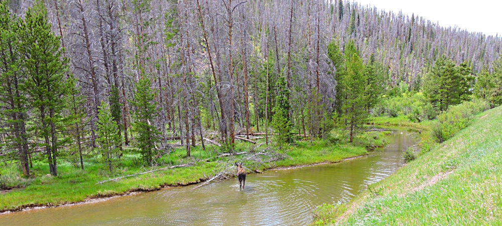 The Willow CreekImage