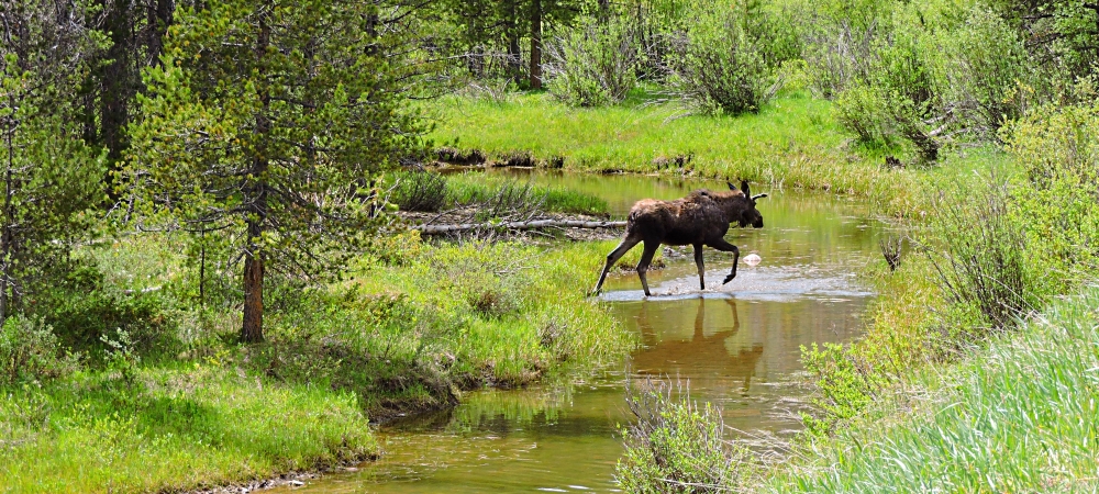 The Willow CreekImage