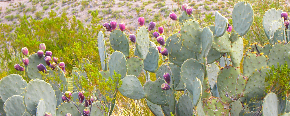 Rio Grande RiverPrickly Pear Cactus