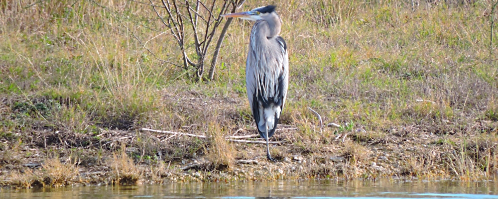 Rio Grande RiverBirding at Falcon Lake