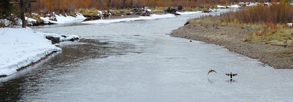 Water Foul onThe Conejos River