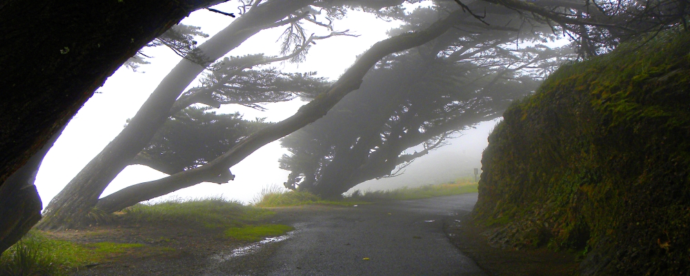 The SeashoresPoint Reyes Seashore