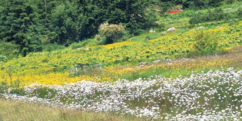 The Earth&prime;s SeashoresThe Whidbey Island Wildflowers