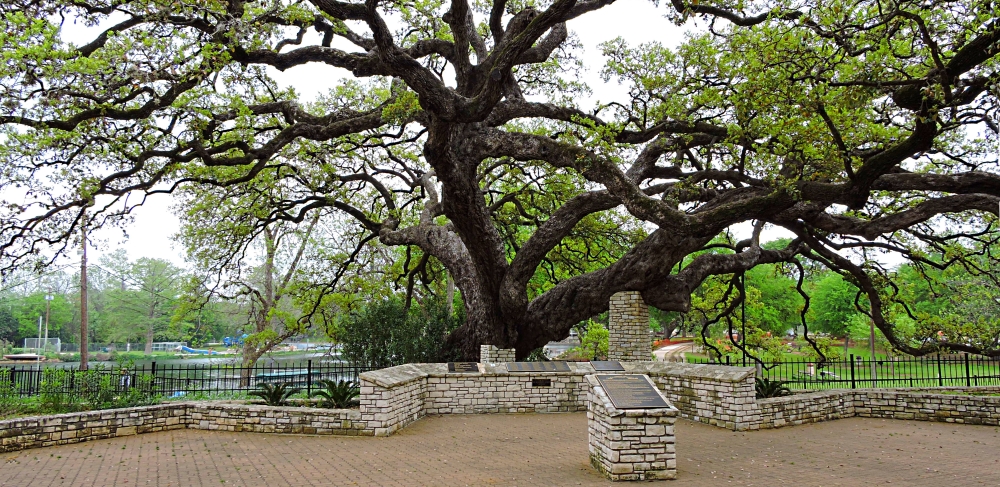 The Earth&prime;s SpringsThe Comal Spring