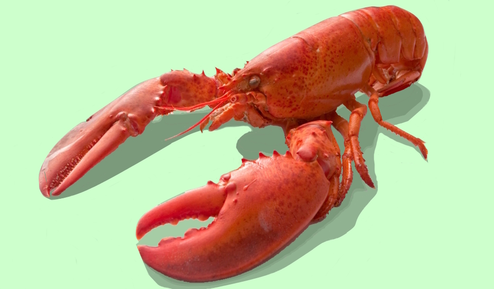 The Mountain Passage, The LifeThe Animals, Phylum ArthropodaClass Crustacea: The Crab, Lobster, Shrimp