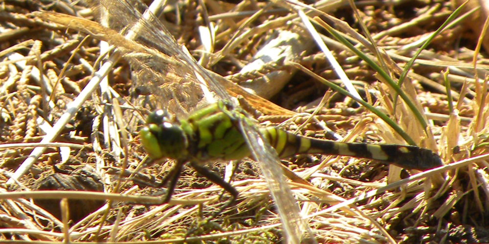 Phylum ArthropidsGreen Darner