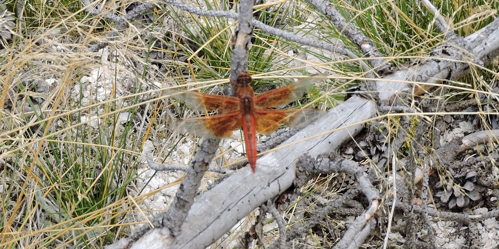 Phylum ArthropidsFlame Skimmer