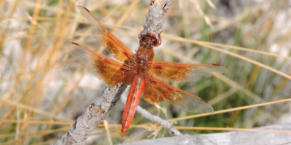 Phylum ArthropidsFlame Skimmer