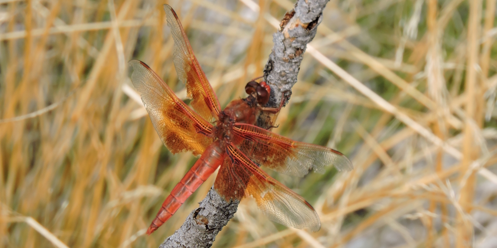 Phylum ArthropidsFlame Skimmer