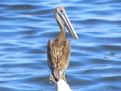 Inland Water Aerialist Birds2013 Journey: Brown Pelican