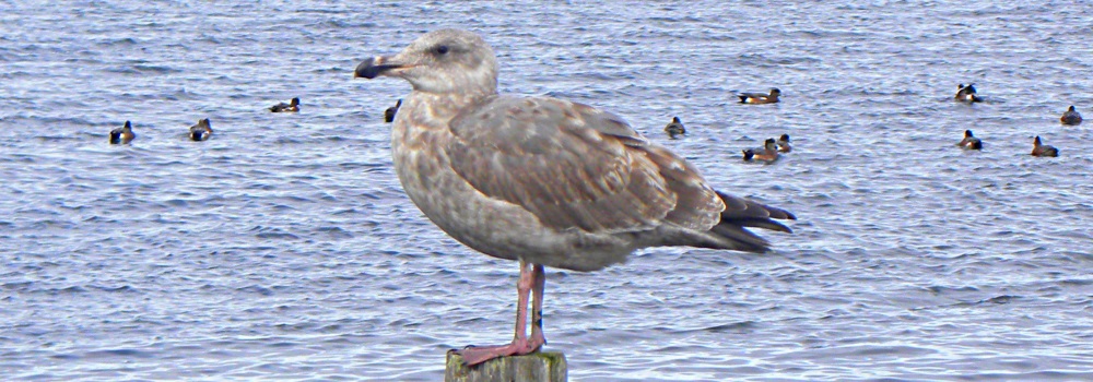Inland Water Aerialist BirdsCalifornia Gull
