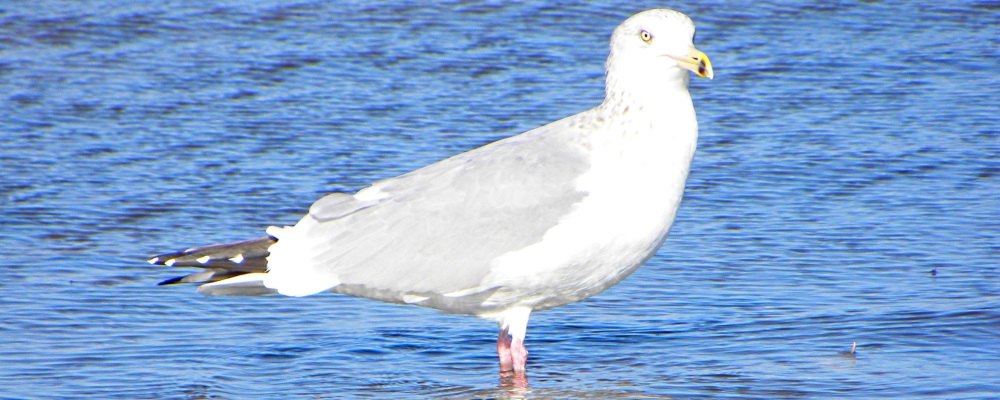 Inland Water Aerialist BirdsRing-billed Gull