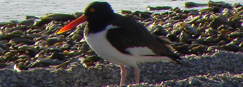 Inland Water Shore BirdsThe American Oystercatcher