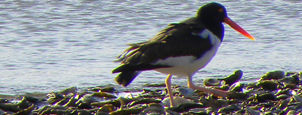 Inland Water Shore BirdsThe American Oystercatcher