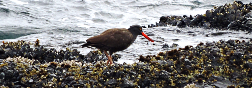Inland Water Shore BirdsBlack Oystercatcher