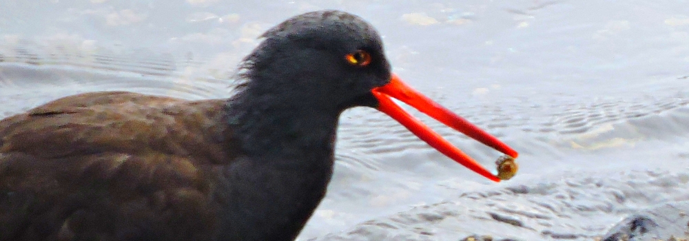 Inland Water Shore BirdsBlack Oystercatcher
