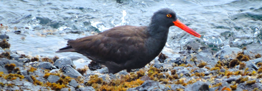 Inland Water Shore BirdsBlack Oystercatcher