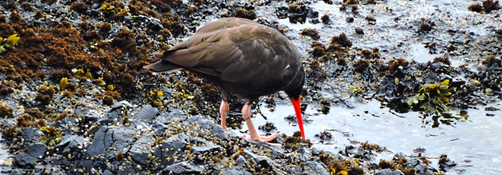 Inland Water Shore BirdsBlack Oystercatcher