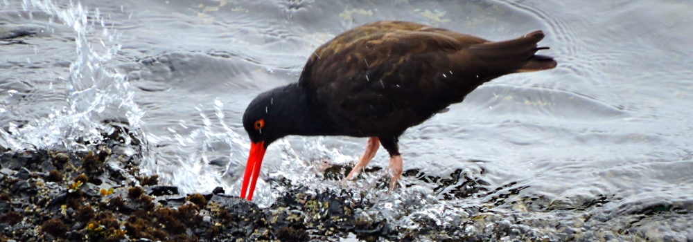 Inland Water Shore BirdsBlack Oystercatcher