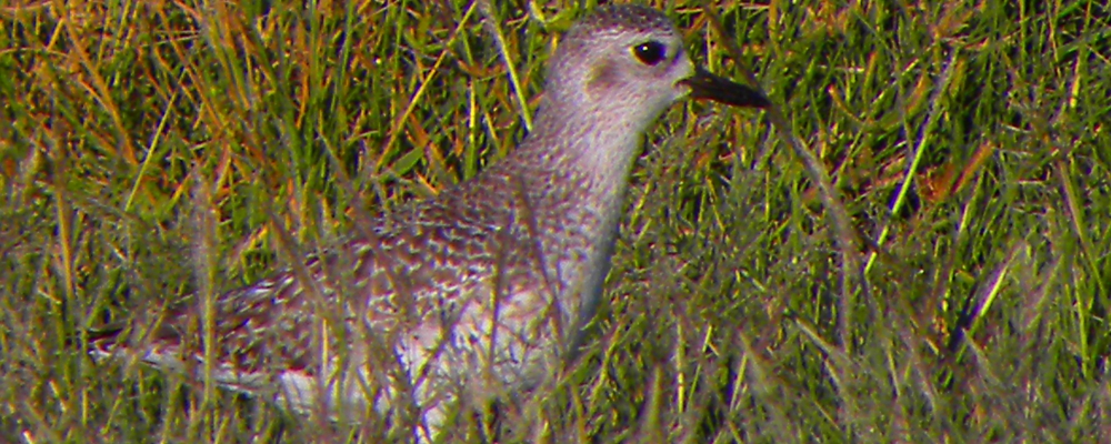 Inland Water Shore BirdsThe Willet