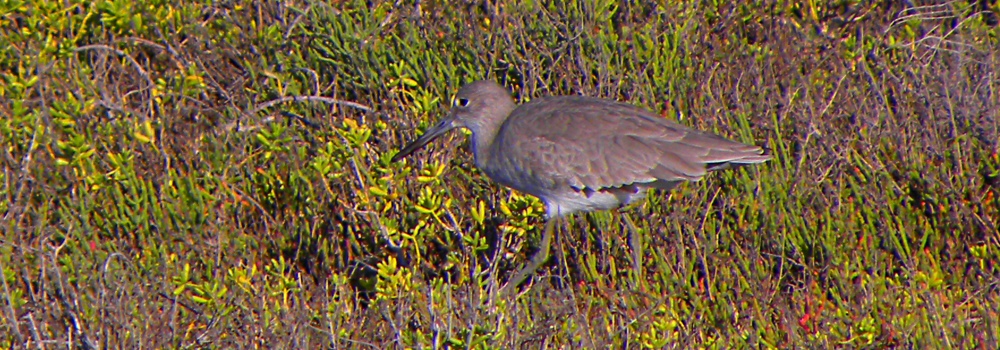 Inland Water Shore BirdsThe Willet
