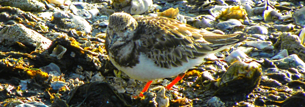 Inland Water Shore BirdsThe Ruddy Turnstone