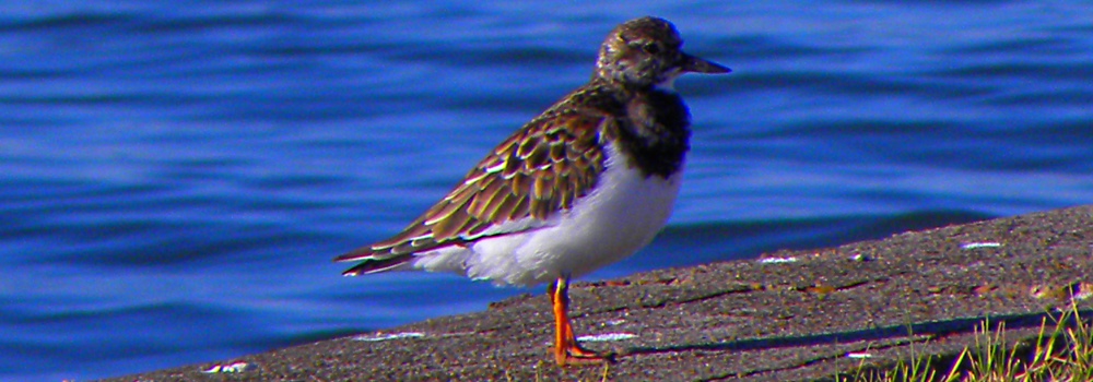 Inland Water Shore BirdsThe Ruddy Turnstone