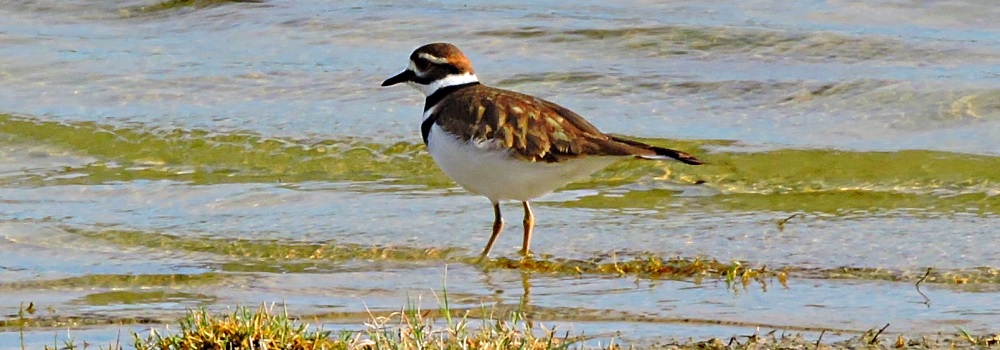 Inland Water Shore BirdsThe Ruddy Turnstone