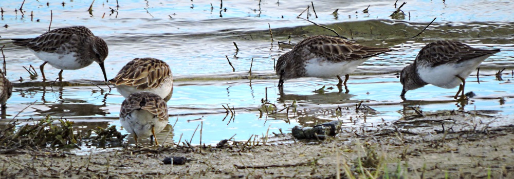 Inland Water Shore BirdsThe Ruddy Turnstone
