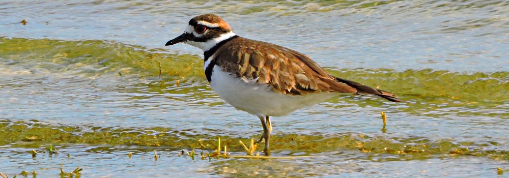 Inland Water Shore BirdsKilldeer