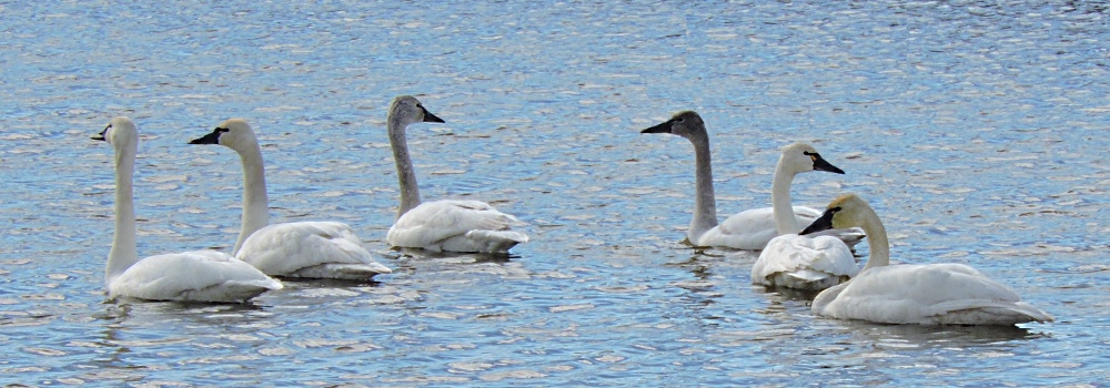 Inland Water Swimming BirdsTundra Swan