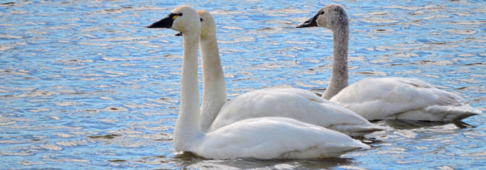 Inland Water Swimming BirdsTundra Swan