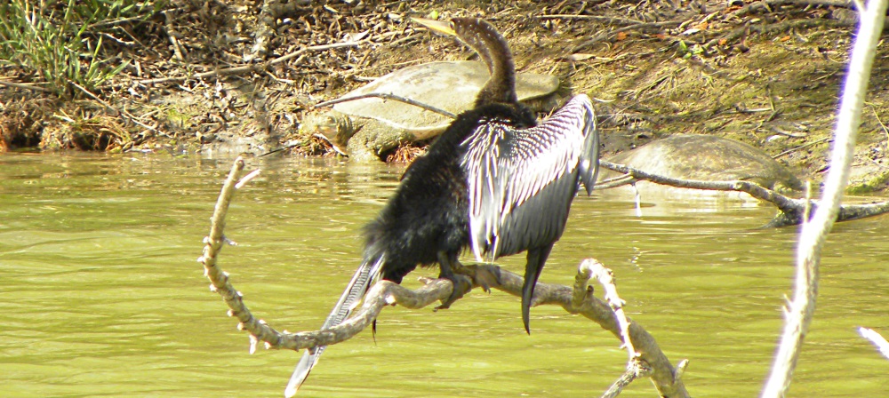 Inland Water Swimming BirdsAnhinga
