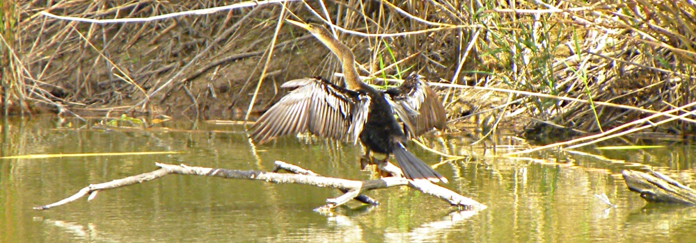 Inland Water Swimming BirdsAnhinga