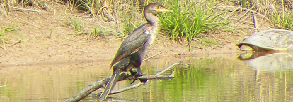 Inland Water Swimming BirdsAnhinga
