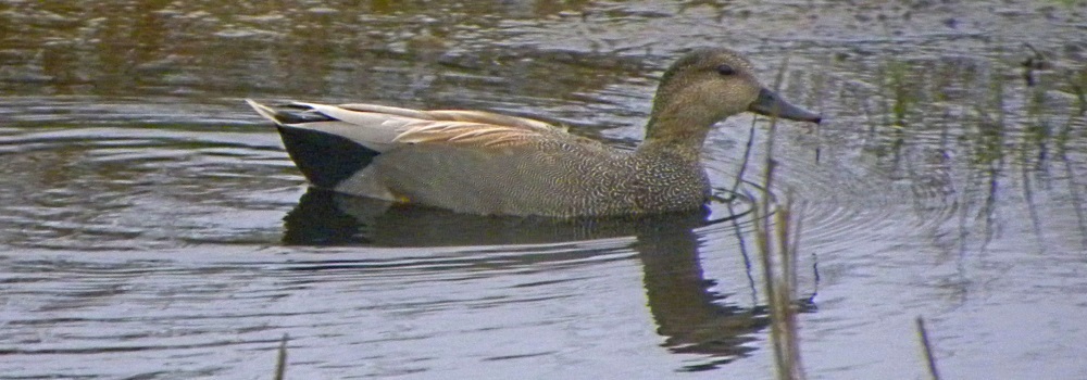 Inland Water Swimming BirdsGadwall
