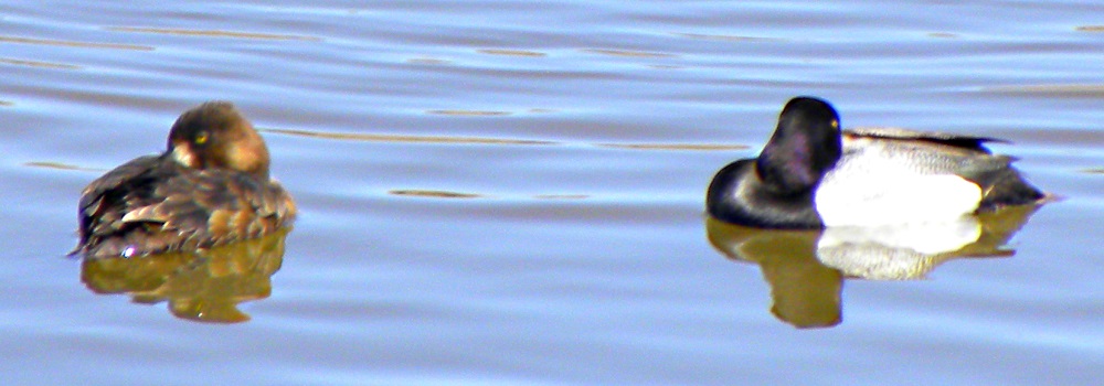 Inland Water Swimming BirdsGreater Scaup