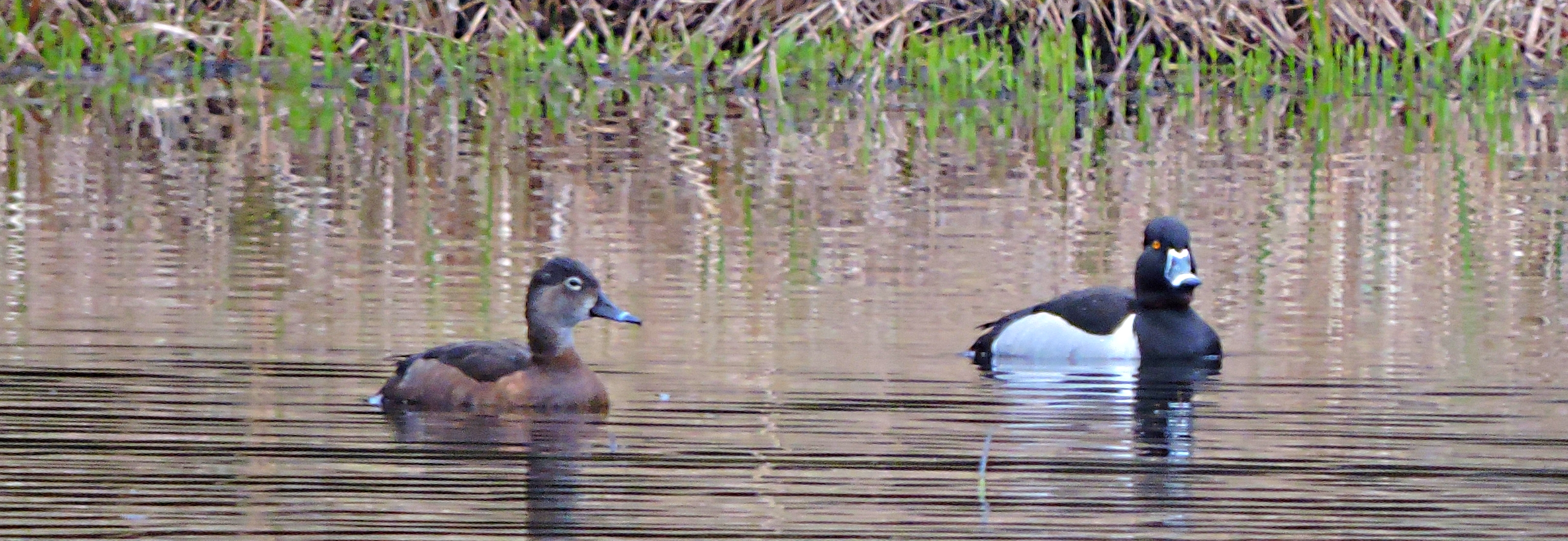 Inland Water Swimming BirdsRing-necked Duck