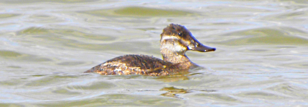 Inland Water Swimming BirdsRuddy Duck
